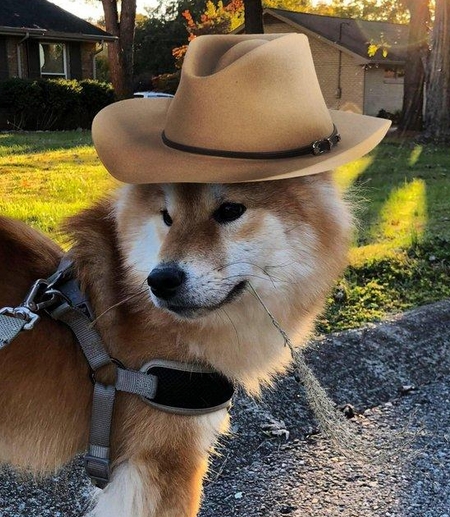 Top 90 Cool Dog Names From Texas | PetPress
