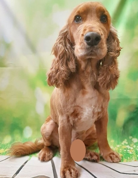 48 Perfect Male Dog Names For Cocker Spaniels | PetPress