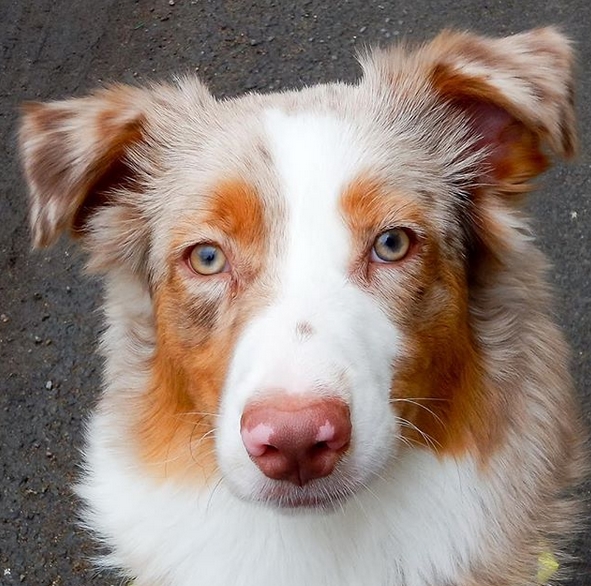 101 Perfect Male Dog Names for Australian Shepherds | PetPress