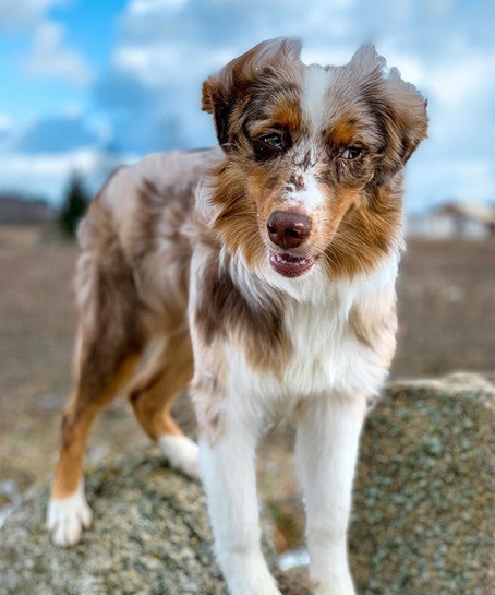 101 Perfect Male Dog Names For Australian Shepherds 