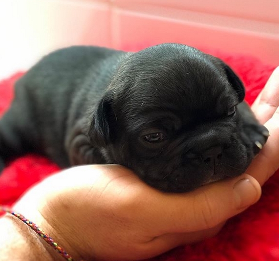 Cute Girl French Bulldog Names Unique