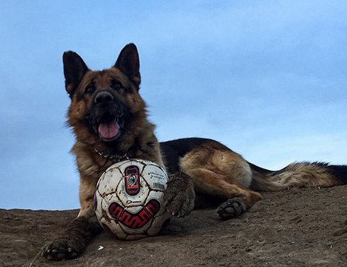 dog soft football