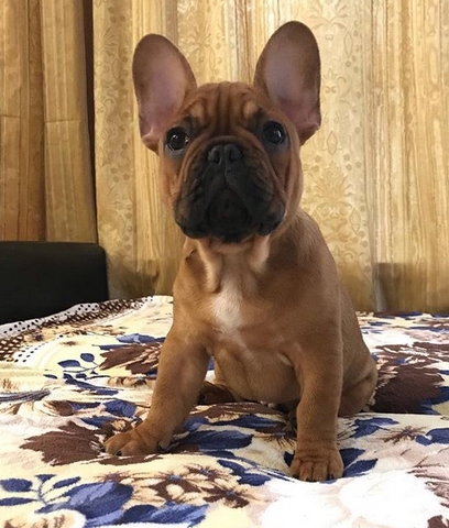 Over 100 Great Male French Bulldog Name Ideas | PetPress