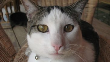 dumb cat names