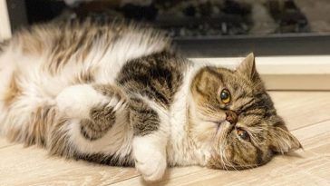 exoticcat