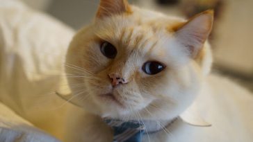 fancy cat names