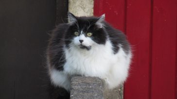 fat cat names
