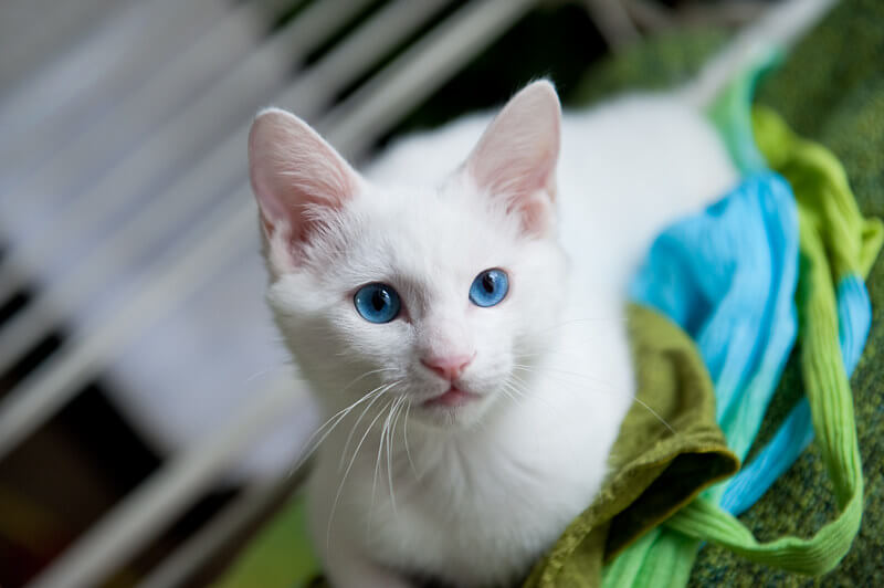 380 White Cat Names - Choose the Best Name for a White ...