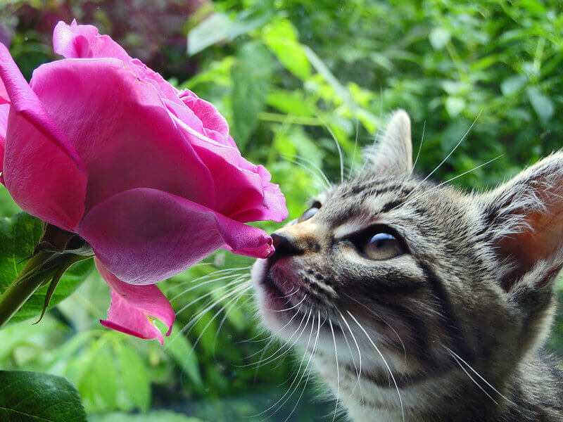 Flowers With Cat In The Name at David Pope blog