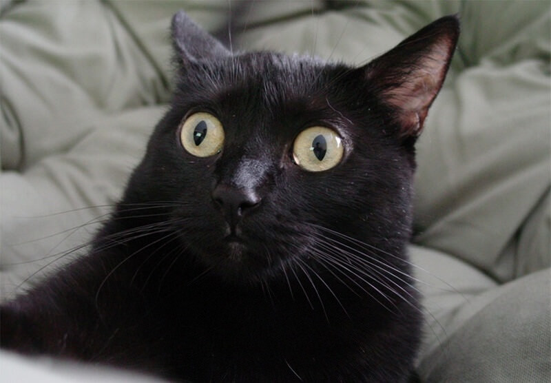 Black Cat Names 500 Best Names For Black Kittens PetPress Black Cat Names 500 Best Names For Black Kittens PetPress