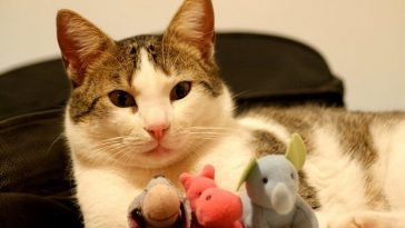 funny cat names