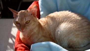 german cat names