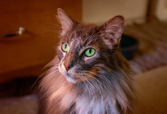 120 Best Names for Cats with Green Eyes PetPress