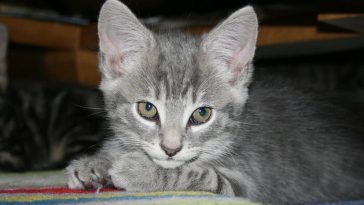 grey cat names