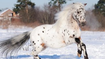 horse