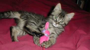 hyper cat names