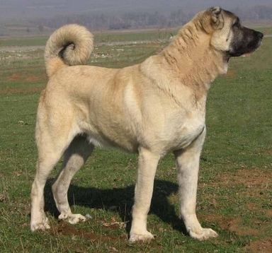 Top 5 Most Dangerous Dog Breeds in the World | PetPress