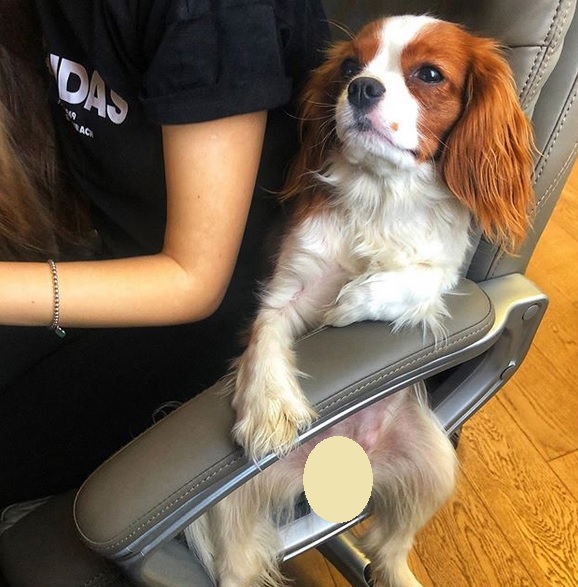 16 Serious Cavalier King Charles Spaniels Who Are Working ...