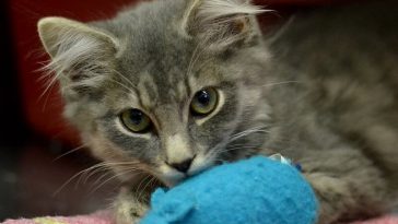 male cat names