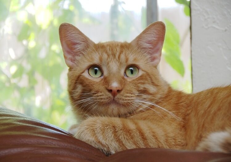 Orange Cat Names: 350 Best Names for Ginger Kittens | PetPress