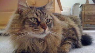 norwegian cat names