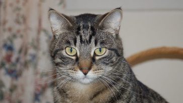 old man names for cats