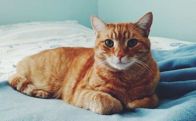 Orange Male Cat Names 230 Great Ideas For Naming Your Orange Male 