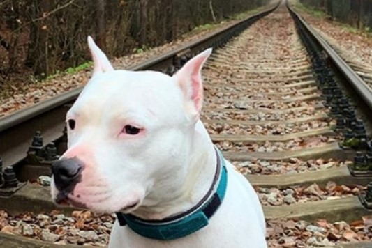 The 30 Most Uncommon Pit Bull Dog Names | PetPress