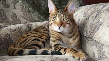 savannah cat names