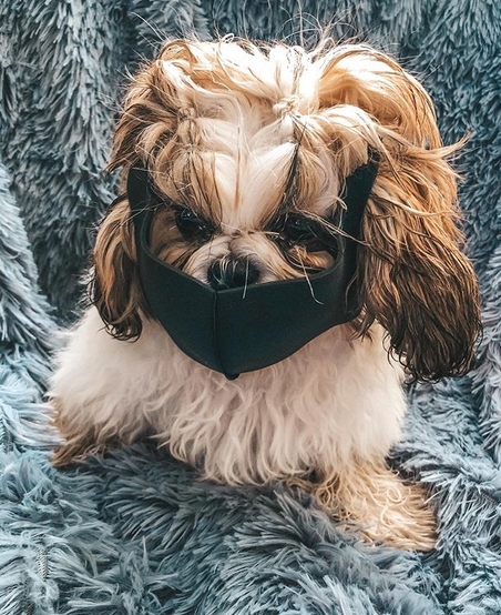 15 Funny Shih Tzu Pictures Showing The Reality Of Staying Home During 