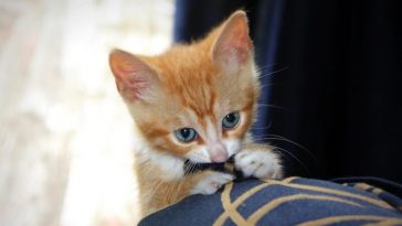 shy cat names