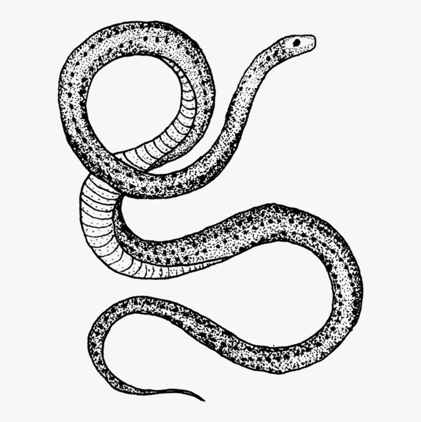 21 Realistic Snake  Tattoo  Drawing  Ideas PetPress