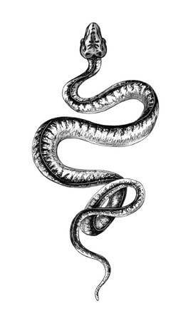 21 Realistic Snake Tattoo Drawing Ideas | PetPress