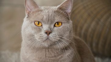 spanish cat names