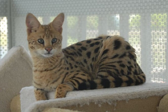 Best 250 Savannah Cat Names | PetPress