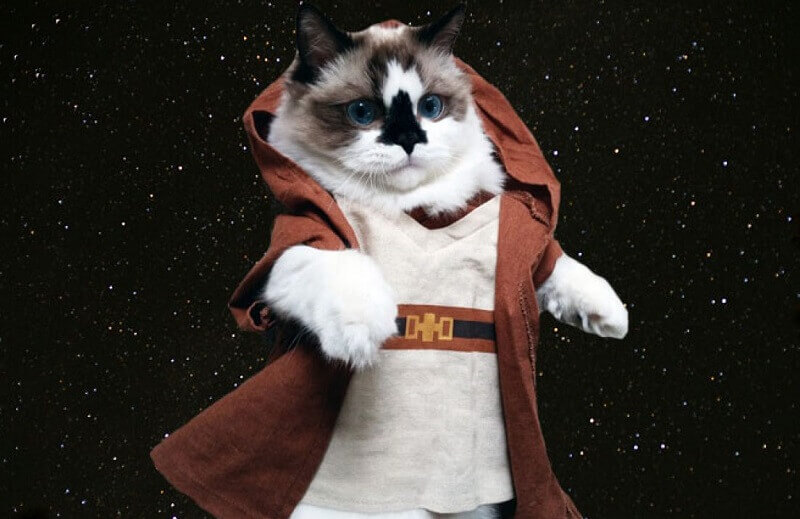 Top 105 Star Wars Cat Names for Your Jedi Cats | PetPress