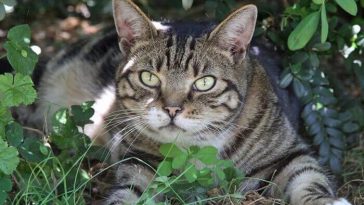 tabby cat names