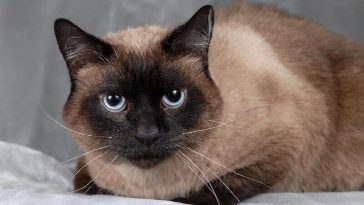 thai cat names