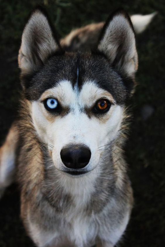 10 Gorgeous Dog Breeds With Heterochromia | PetPress