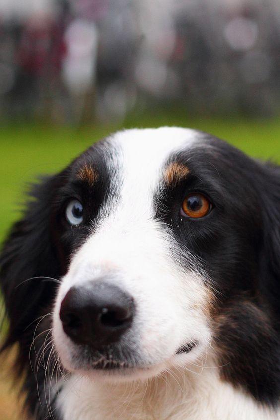 10 Dog Breeds With Heterochromia PetPress