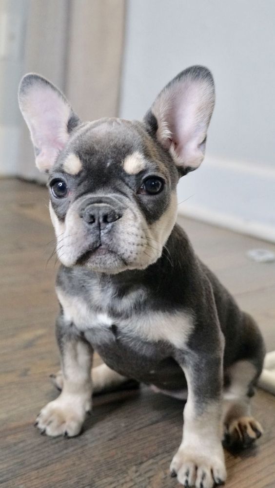 French Bulldog | PetPress