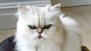 villain cat names