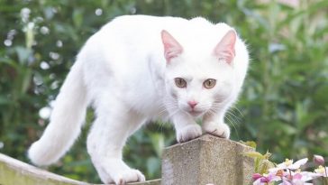 white female cat names