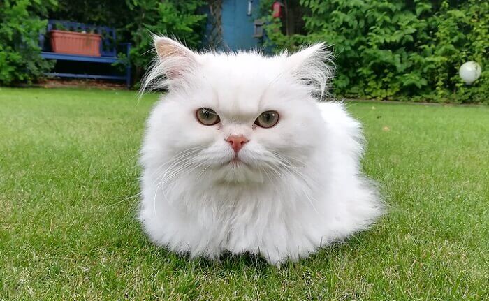 380 White Cat Names Choose the Best Name for a White Kitten PetPress