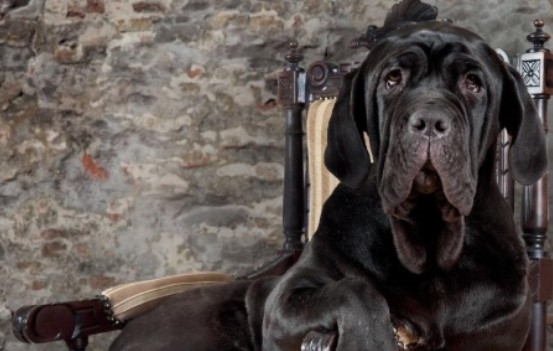 15 Books About Neapolitan Mastiffs | Page 2 of 3 | PetPress