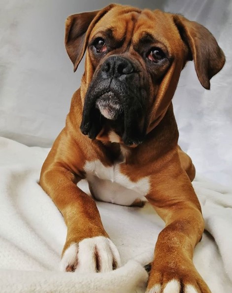 14 Pros And Cons Of A Boxer Dog | Page 2 of 3 | PetPress