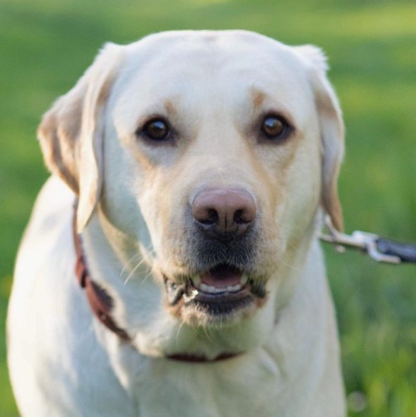 10+ Pros And Cons Of Labrador Retrievers | Page 2 of 3 | PetPress