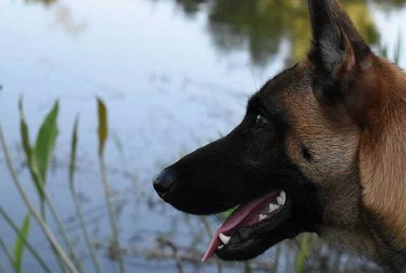 Top 200 Best Belgian Malinois Dog Names | PetPress