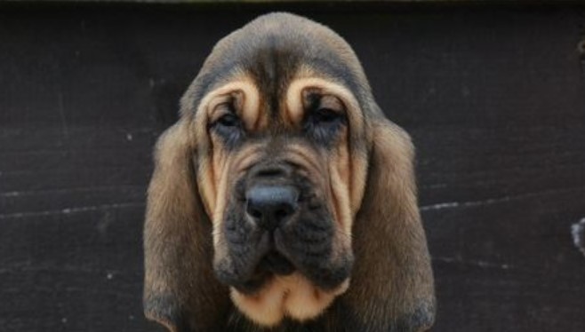 best bloodhound names