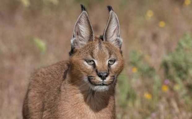 15 Interesting Facts About Caracals - Page 2 of 3 - PetPress